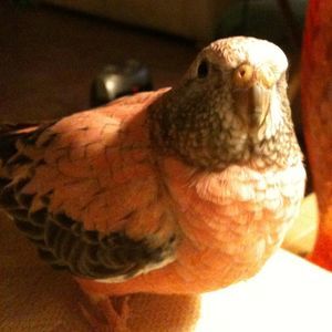 Meet your Posher, Nancy